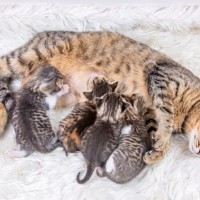 رعاية القطط الأم وصغارها بعد الولادة