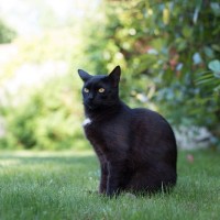 5 حقائق رائعة عن القطط السوداء