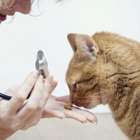 كيف تحافظ على صحة القطط الكبيرة؟