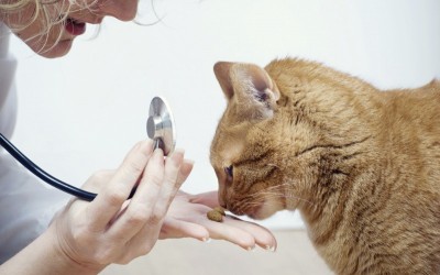 كيف تحافظ على صحة القطط الكبيرة؟
