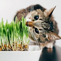 ما تأثير النعناع البري على القطط؟