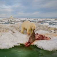 حقائق عن الدب القطبي أكبر الدببة في العالم