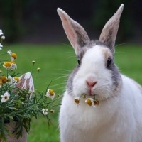 كم من الوقت تعيش الأرانب، وما هي دورة حياتها؟