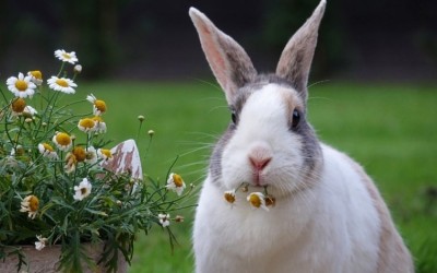 كم من الوقت تعيش الأرانب، وما هي دورة حياتها؟
