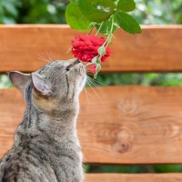 هل الزهور تتسبب في تسمم القطط؟