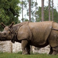 حقائق مذهلة عن وحيد القرن الجاوي المهدد بخطر الإنقراض