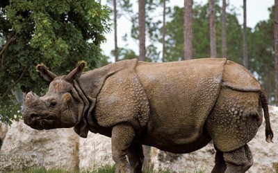 حقائق مذهلة عن وحيد القرن الجاوي المهدد بخطر الإنقراض