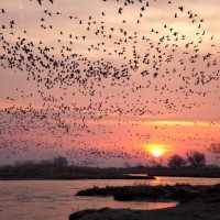 ما هي أسباب هجرة الطيور ؟ وإلى أين تهاجر الطيور ؟