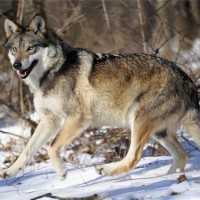 ما هى صفات الذئب، وكيف يعيش مع رفقائه؟