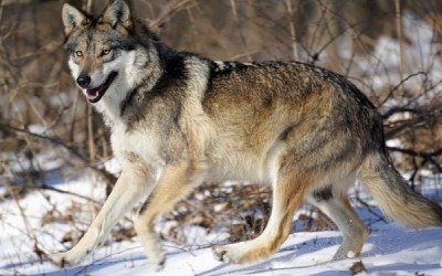 ما هى صفات الذئب، وكيف يعيش مع رفقائه؟