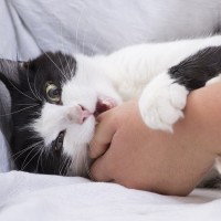 أسباب عض القطط وأضراره عليك وكيفية إيقاف عض القطط