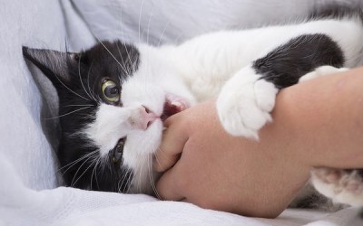 أسباب عض القطط وأضراره عليك وكيفية إيقاف عض القطط
