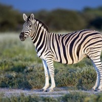 14 من أشهر حيوانات أفريقيا البرية بالصور والفيديو