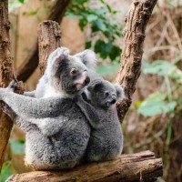 ما هي مميزات حيوان الكوالا المبتسم، وأين يعيش على وجه التحديد؟