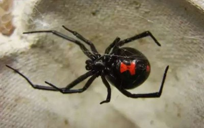 لماذا سُميت عنكبوت الأرملة السوداء بهذا الاسم؟