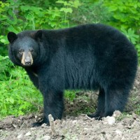 أين يعيش الدب الأسود، وماذا يأكل هذا الحيوان المفترس؟