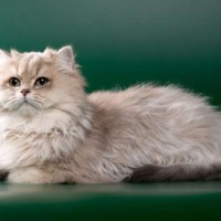 مواصفات قطط شانشيلا الفارسية بالصور