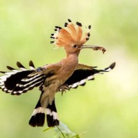 أنواع طائر الهدهد، وشكل هذا الطائر الجميل بالصور