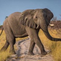 ما هو الفرق بين فيل الأدغال الأفريقي وفيل الغابات الأفريقي؟