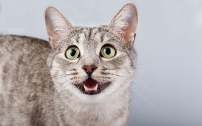 ماذا تعني أصوات القطط، وكيف تتنوع الأصوات من قط إلى آخر؟