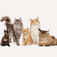مراحل نمو القطط، وكيفية تقديم أفضل رعاية وتغذية مناسبة لعمرها