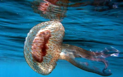 أعراض وطريقة علاج لدغة قنديل البحر