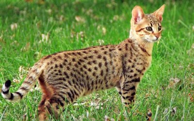 وصف قط السافانا ملك القطط الأليفة بالصور