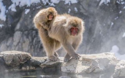 20 من أشهر أنواع القرود المذهلة التي تعيش في عالمنا اليوم بالصور