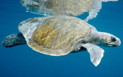 7 من أشهر أنواع السلاحف البحرية في العالم بالصور
