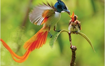 معلومات رائعة عن طيور الجنة وأشهر أنواعها بالصور