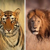 الفرق بين حيواني الأسد والنمر، وأشهر أنواع هذه الحيوانات المفترسة