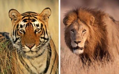 الفرق بين حيواني الأسد والنمر، وأشهر أنواع هذه الحيوانات المفترسة