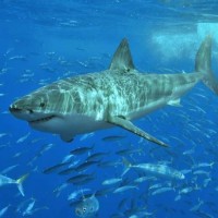 معلومات عن سمك القرش الأبيض الكبير أكبر أسماك المحيط المفترسة