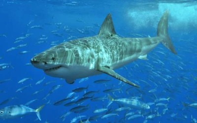 معلومات عن سمك القرش الأبيض الكبير أكبر أسماك المحيط المفترسة