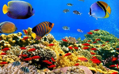 16 من أفضل وأشهر أماكن الشعاب المرجانية فى العالم بالصور