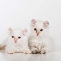 12 من أشهر وأجمل سلالات القطط البيضاء في العالم بالصور